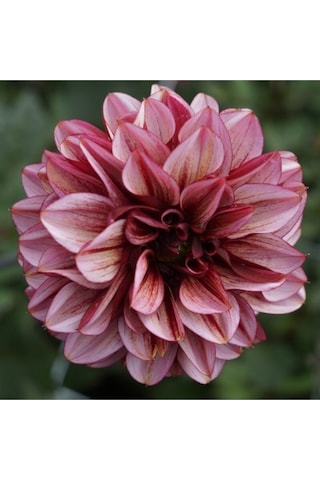 10 Adet K Beyaz Renk Dahlia Yıldız Çiçeği Tohumu + 10 Adet Hediye Karışık Renk Gül Tohumu