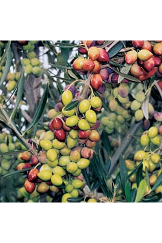 2 Yaş Çok Verimli Tüplü Koroneiki Zeytin Fidanı Meyve Verme Durumunda 100-120 Cm