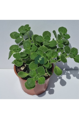 Küba Kekiği Plectranthus Amboinicus Lour. Spreng