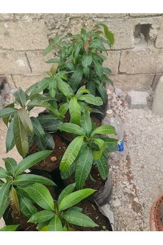Mango Fidanı Mangifera İndica L.. 50-60 Cm. Tüplü