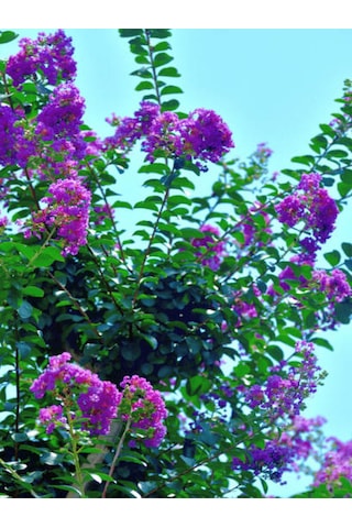 Favori Ürün Mor Renkli Oya Çiçeği Fidanı 40 85 Cm 1 Adet Saksılı Lagerstroemia Indica