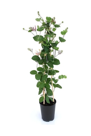 Duranta/mor Ağaç Menekşesi+kokulu Hanımeli Çiçeği Fidanı 2'li Bahçe Peyzaj Seti