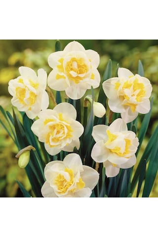 Özel Çeşit White Lion Nergis Soğanı 5 Adet