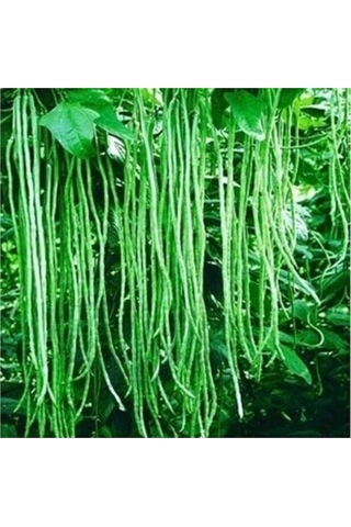 İthal Uzun Çin Fasülyesi Tohumu 3 Fasulye Tohumu