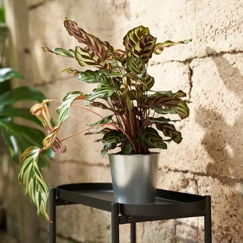 Ikea Åkerbär Çelik Saksı, Galvanizli, 12 Cm -