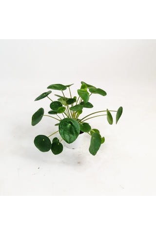 Pilea Peperomioides-çin Para Bitkisi
