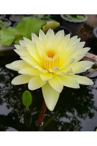 5 Adet Nadir Kutsal Sarı Kase Lotus Çiçeği Tohumu Sürpriz Hediye