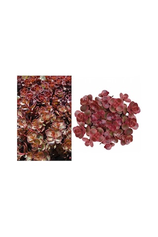 Kırmızı Sedum 25 Adet - Yer Örtücü Çok Yıllık Bitki