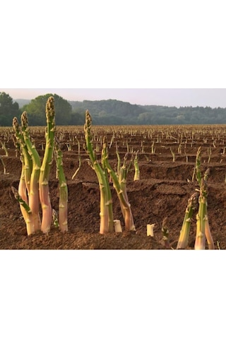 Asparagus - Kuş Konmaz Tohumu