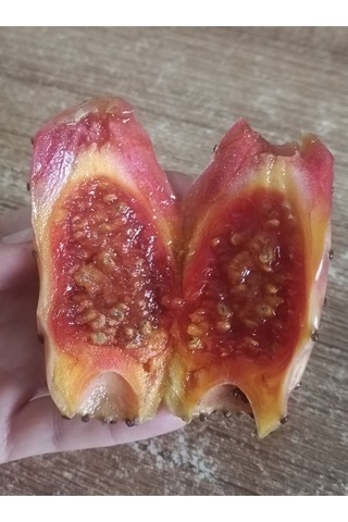 Dikenli Incir Tohumu Hint Inciri Frenk Inciri Papuç Inciri Tohumu 10adet