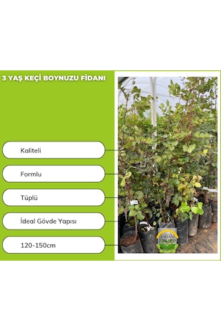 3 Yaş Keçi Boynuzu Fidanı Harnup