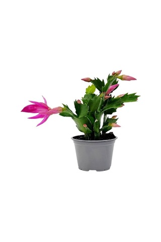 Pembe Renk Yılbaşı Çiçeği 1 Adet 10-15cm Pink Schlumbergera