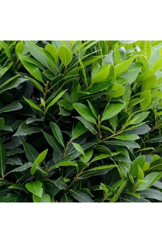 Defne Fidanı - Herdem Yeşil, Güzel Kokulu Ve Faydalı