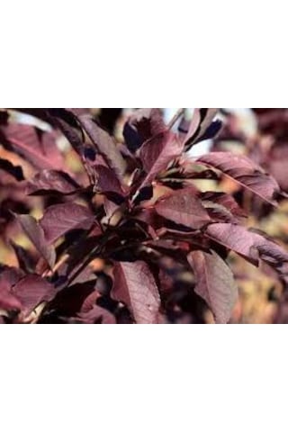 Kırmızı Yapraklı Süs Kirazı Prunus Schubert Fidanı 1-2 Yaş