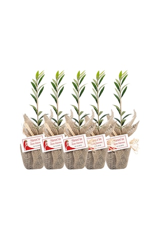 Özel Günlerinizde Ölümsüz Bir . Zeytin Fidanı
