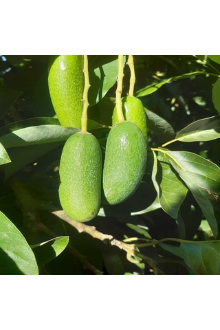 Bebek Avokado 1 KG