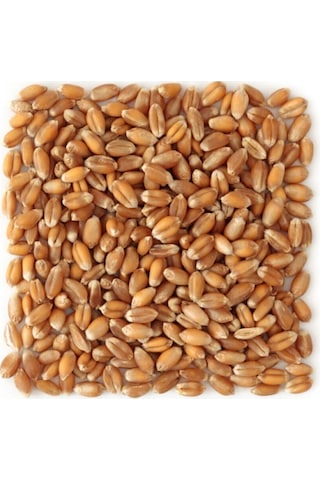 Darende Yemlik Elenmiş Buğday 25 Kg Kuş-Tavuk-Kaz-Ördek
