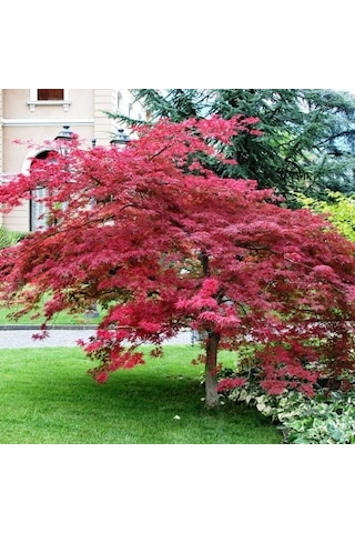 Kırmızı Yapraklı Japon Akçaağaç Acer Palmatum Atropurpureum 3 Ade