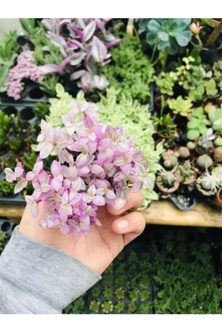 Calisia Repens Pink Lady Minik Pembe Yapraklı Telgraf Çiçeği