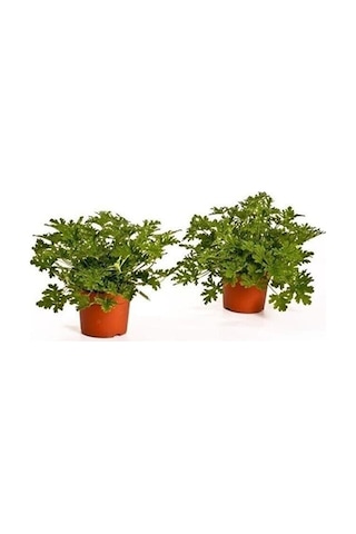 Videolu 2 Adet Mis Kokulu Gül Damlası Itır Çiçeği 15-35 Cm Saksılı Çiçekli Bodur Bitki Lavandula