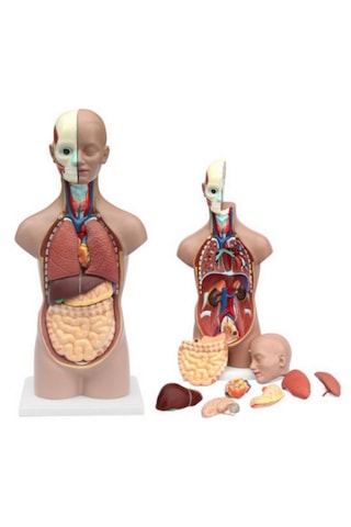 İnsan Vücudu Modeli Torso 50 Cm 11 Parça Cinsiyetsiz Kaideli 1