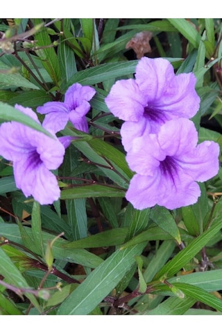 Meksika Petunyası Çiçeği - Ruelya Ruellia 120-150 Cm