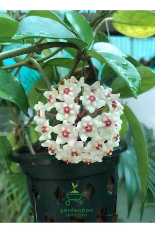 Harika Görünümlü Beyaz Renk Mum Çiçeği 10-20cm Hoya