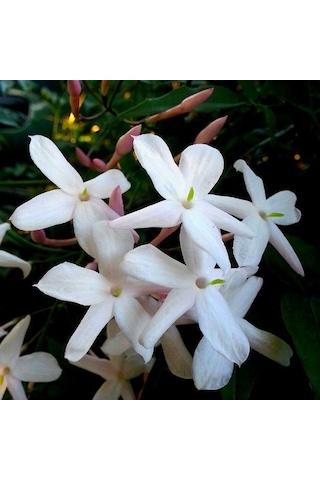 Yaprakları Ve Güzelliğiyle Mest Eden Tüplü Arap Yasemini Fidanı