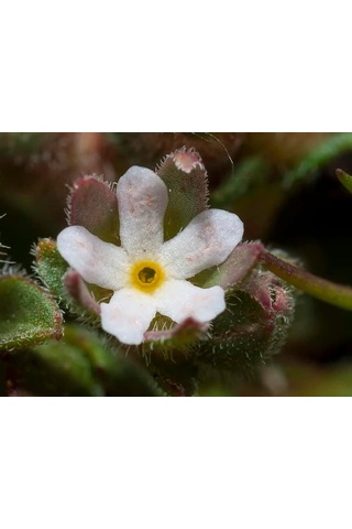 Androsace Maxima
