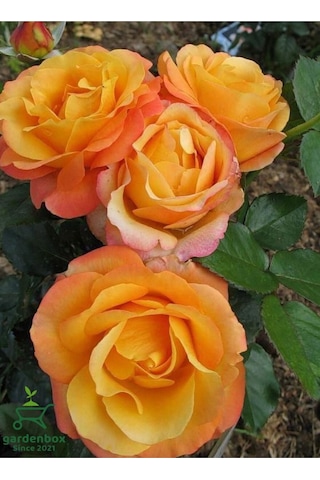 Canlı Turuncu Renk Bahçe Gülü Yediveren 30-40cm Rose