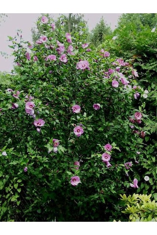 Ağaç Hatmi Fidanı 60-80 Cm Boyunda, Renkli Çiçekli Bahçe Bitkisi