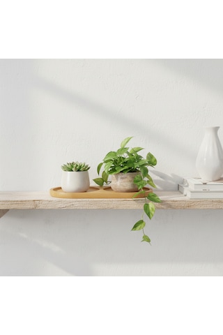 Bambu 2 Bölmeli Yağdanlık Altlığı, Saksılık Bambu