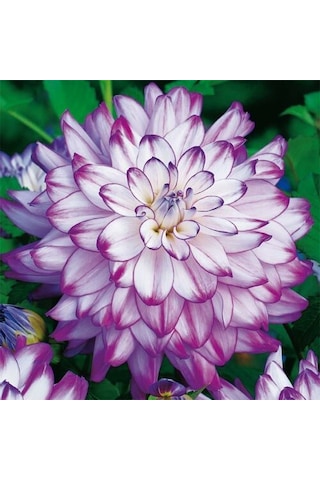 Büyük Çiçekli Who Dun It Yıldız Dahlia Çiçeği Soğanı Yumrusu 1 Adet