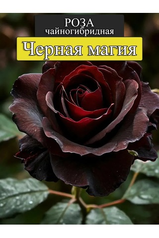 "chernaya Magia" Gül Fidanı