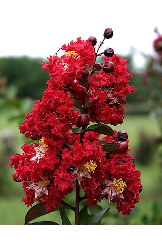 Siyah Oya Fidanı Kırmızı Çiçekli 1-2 Yaş Arası