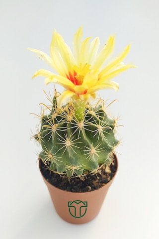 Thelocactus İdeas Çiçek Açan Kaktüs 5.5 Cm Saksıda
