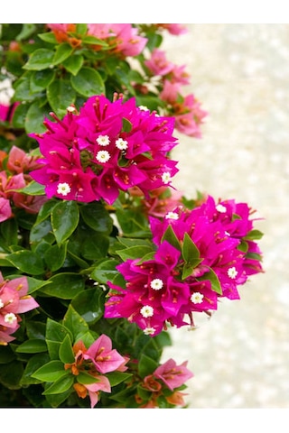 Pembe Bodur Begonvil Gelin Duvağı Çiçeği Fidanı 1 Adet Saksılı 50-70 Cm Bougainvillea