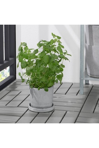 Ikea Boysenbär Saksı Altlığı, Açık Gri, 15 Cm