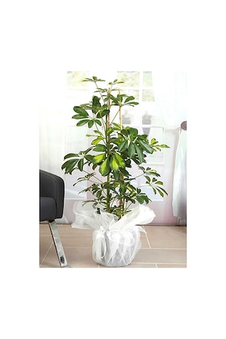 Thebestonline Schefflera - Şeflera -alaca 5 Parmak Bitkisi 75-80