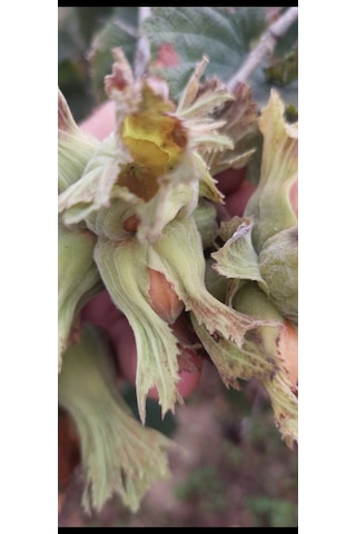 Fındık Fidanı 5 Adet Aşılı