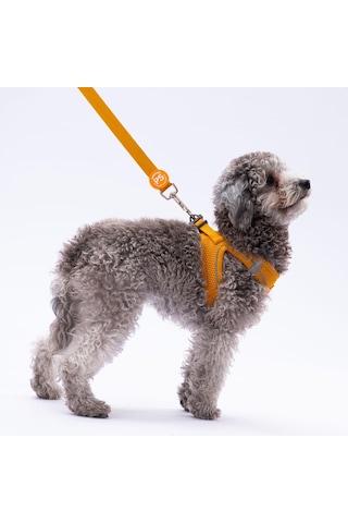 Pawstar Gold Leash Kedi Köpek Sevk & Gezdirme Kayışı Köpek Uzatma Tasması Altın