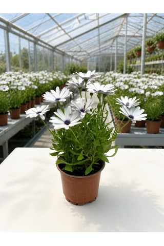 9'lu Çiçekli Bitki Seti 3 Adet Begonya + 3 Adet Bodrum Papatyası + 3 Adet İzmir Güzeli Balkon / Teras
