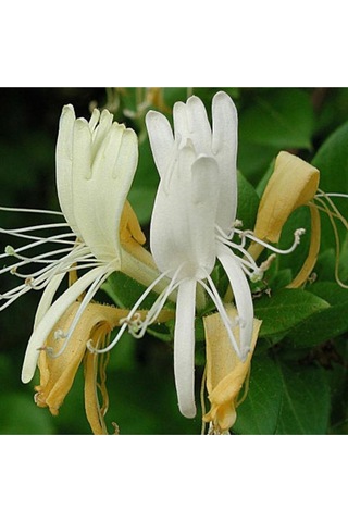 Mis Kokulu Hanımeli Çiçeği Mini Fidan