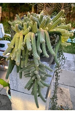 Yılan Kaktüs Chamaecereus Silvestris 10 Adet