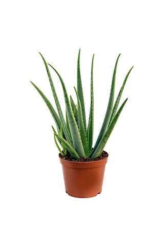 Aloe Vera Bitkisi 3lü N11.3579