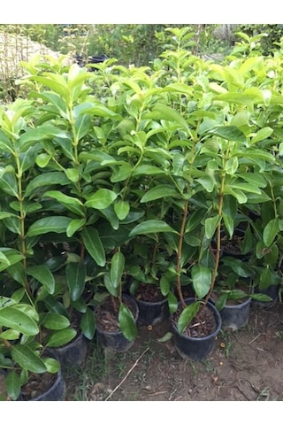 Saksıda Kartopu Viburnum Lucidum Fidanı 80-110 Cm 1 Adet Doğal Çit Duvar