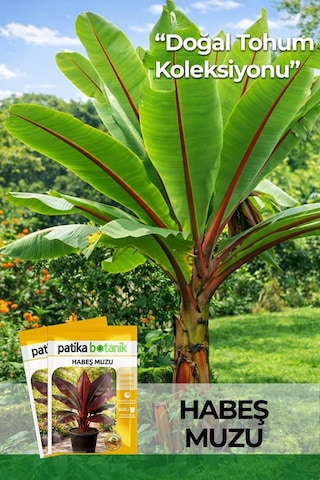 5 Adet Habeş Muzu Çiçek Tohumu (Ensete Ventricosa)