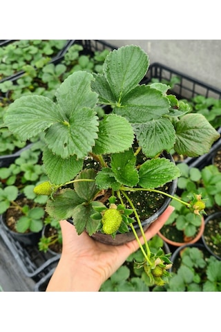 Çilek Fidesi Kokulu Yediveren Çilek 13 Cm Saksıda
