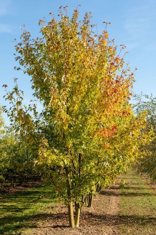 Göz Alıcı Sonbahar Renkleri İçin Şeker Akçaağaç Fidanı 2 Yaş