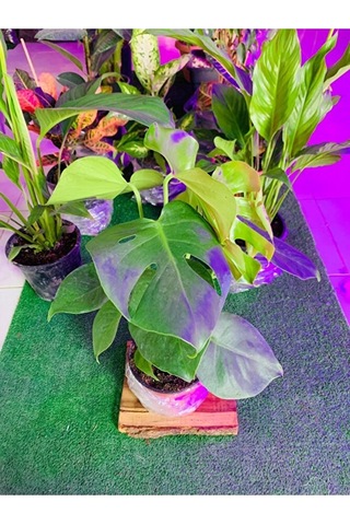 Monstera Devetabanı Yeni Sürgünlü Sağlıklı
